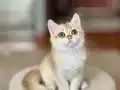 Safkan British Shorthair Golden erkek yavru
