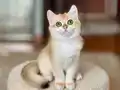 Safkan British Shorthair Golden erkek yavru