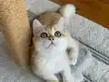 Safkan British Shorthair Golden erkek yavru