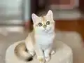 Safkan British Shorthair Golden erkek yavru
