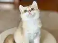 Safkan British Shorthair Golden erkek yavru