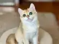 Safkan British Shorthair Golden erkek yavru