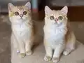 Safkan British Shorthair Golden dişi erkek