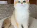 Safkan British Shorthair Golden dişi erkek