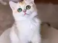 Safkan British Shorthair Golden dişi erkek