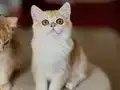 Safkan British Shorthair Golden dişi erkek