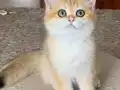 Safkan British Shorthair Golden dişi erkek