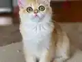 Safkan British Shorthair Golden dişi erkek