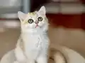 Safkan British Shorthair Golden dişi erkek