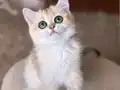Safkan British Shorthair Golden dişi erkek