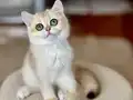 Safkan British Shorthair Golden dişi erkek
