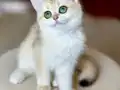 Safkan British Shorthair Golden dişi erkek