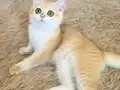 Safkan British Shorthair Golden dişi erkek