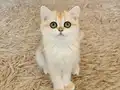 Safkan British Shorthair Golden dişi erkek
