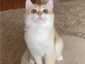Şecereli British Shorthair Golden erkek yavru