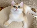Şecereli British Shorthair Golden erkek yavru