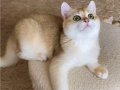 Şecereli British Shorthair Golden erkek yavru