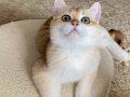 Şecereli British Shorthair Golden erkek yavru