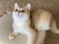 Şecereli British Shorthair Golden erkek yavru