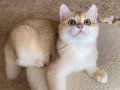 Şecereli British Shorthair Golden erkek yavru