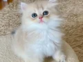 Safkan British Longhair Blue Golden erkek yavru