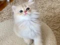Safkan British Longhair Blue Golden erkek yavru