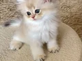 Safkan British Longhair Blue Golden erkek yavru