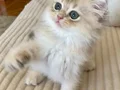 Safkan British Longhair Blue Golden erkek yavru
