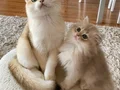 Safkan British Longhair Blue Golden erkek yavru