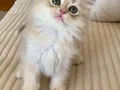 Safkan British Longhair Blue Golden erkek yavru