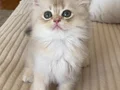 Safkan British Longhair Blue Golden erkek yavru