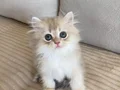 Safkan British Longhair Blue Golden erkek yavru