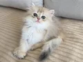 Safkan British Longhair Blue Golden erkek yavru