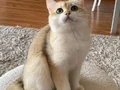 Şecereli British Shorthair Golden erkek yavru