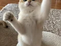 Şecereli British Shorthair Golden erkek yavru