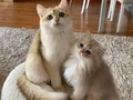 Safkan British Shorthair  Golden erkek yavru