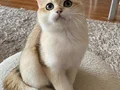 Safkan British Shorthair Golden erkek yavru