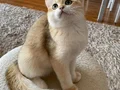 Safkan British Shorthair Golden erkek yavru