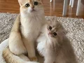 Safkan British Shorthair Golden erkek yavru