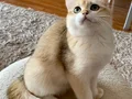 Safkan British Shorthair Golden erkek yavru