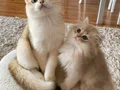 Safkan British Shorthair Golden erkek yavru