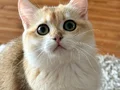 Safkan British Shorthair Golden erkek yavru