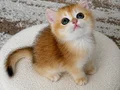 Safkan British Shorthair Golden erkek yavru