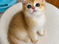 Safkan British Shorthair Golden erkek yavru