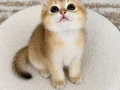 Safkan British Shorthair Golden erkek yavru
