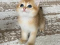 Safkan British Shorthair Golden erkek yavru
