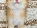 Safkan British Shorthair Golden erkek yavru