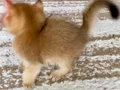 Safkan British Shorthair Golden erkek yavru