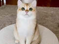 Safkan British Shorthair Golden erkek yavru