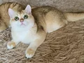 Safkan British Shorthair Golden erkek yavru